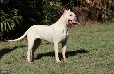 ​阿根廷杜高犬简介