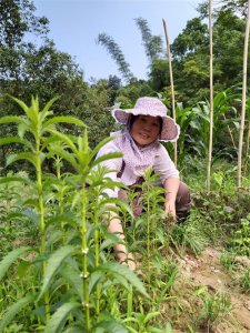 ​农村土边的没人要的土虫草，却被城里人当成养气血的宝贝